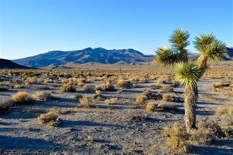 Download Wallpaper Joshua Tree National Park California Near Death