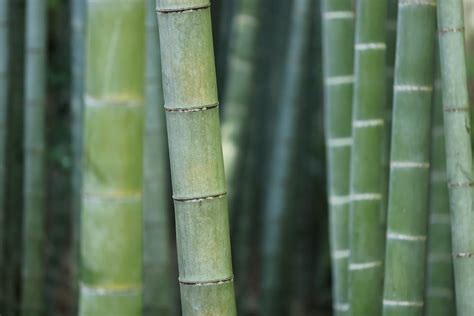 Green Bamboo Pictures Download Free Images On Unsplash
