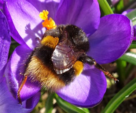 It flowers best in full sun but can stand a little shade. Urban Pollinators: Early spring flowers for pollinators