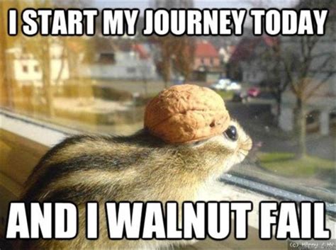 I Start My Journey Today And I Walnut Fail Funny Animal