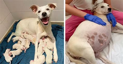 A 9 Week Pregnant Expectant Mother Dog That Was Abandoned At A Shelter