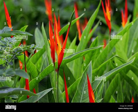 Heliconia Flower From India Stock Photo Alamy