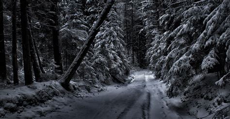 Morning Snowy Forest Photos Of The Nature Landscapes