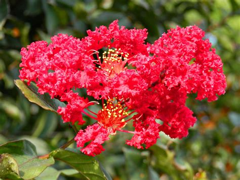 The Red Rocket Crape Myrtle Is This Sensational Color Crape Myrtle