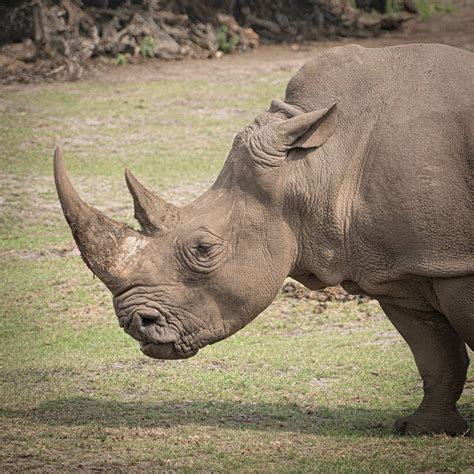 Scientific Reproduction Could Save Northern White Rhino From Extinction