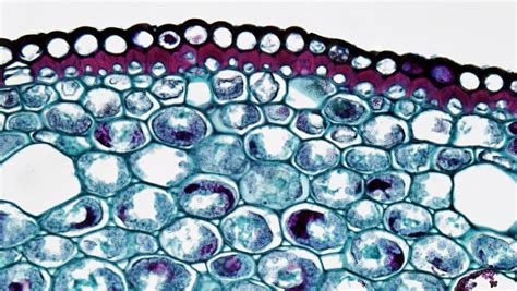 Monocot Epidermis In Smilax Microscopic Photography Epidermis