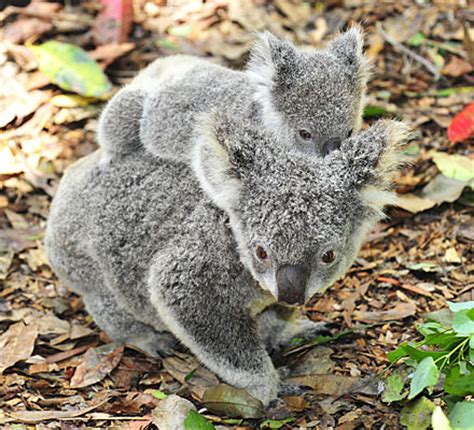 Tänk på att det krävs visum för inträde till australien. Australien | Meine Traum reise ziele
