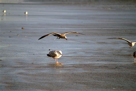 Seagull With A Starfish In Its Beak Stock Photo Download Image Now