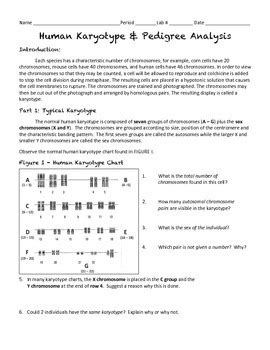 I find an unexpected comfort in this certainty. Human Karyotype & Pedigree Activity by Super Science | TpT