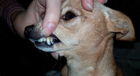 Cats develop baby teeth as kittens at around 4 to 6 weeks of age. Does Your Chihuahua Have Extra Teeth? - Little Dog Tips