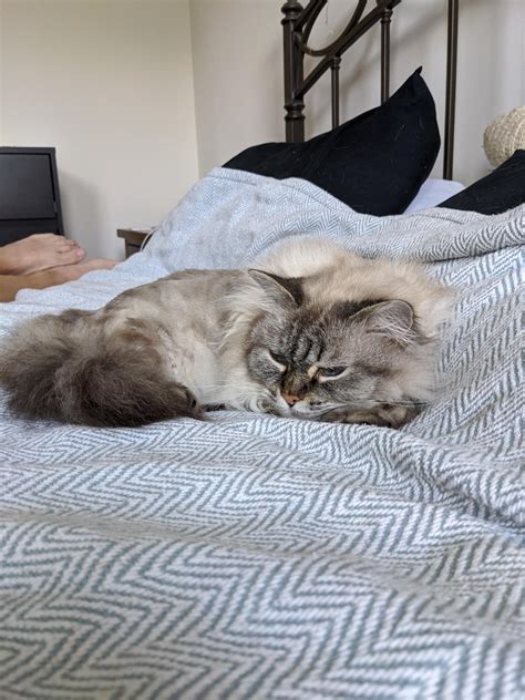 Acute renal failure (arf) is defined in general terms as an abrupt decrease in renal function sufficient enough to result in retention of nitrogenous waste and disrupt fluid and electrolyte homeostasis. Renal Failure In Cats Stages | Animal Enthusias Blog