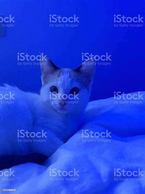White Kitten Stock Photo Download Image Now Animal Color Image