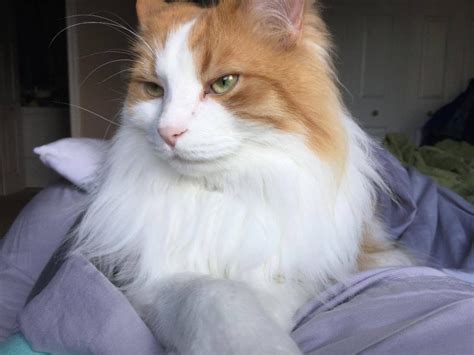 Our Awesome Norwegian Forest Cat Rescue Thriving Cat