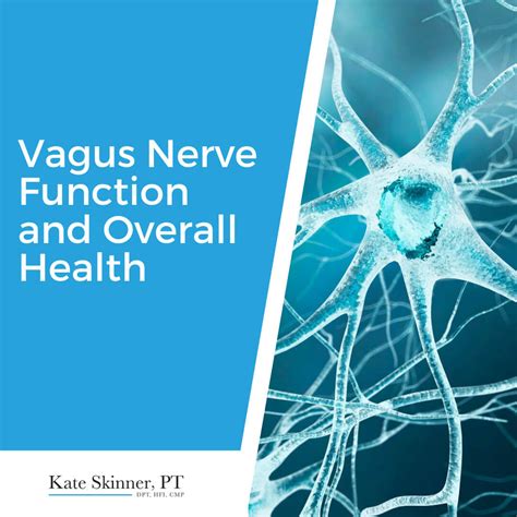 How Can Your Vagus Nerve Function Impact Your Hypermobility Symptoms Kate Skinner Pt