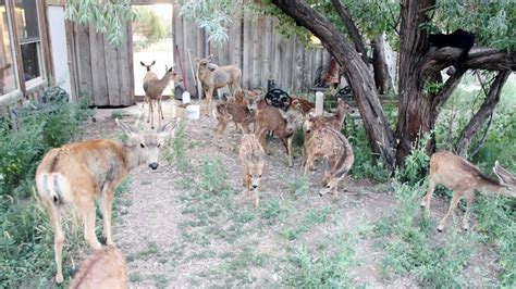 Numerous Orphaned Fawns Doing Well At Wildlife Rehab