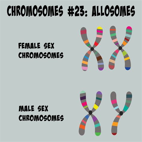 Allosomes Chromosome Number 23 Sex Chromosomes 6126950 Vector Art At Vecteezy