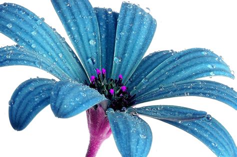 Blue Daisy Wallpaper And Background Image 1600x1066 Id689370