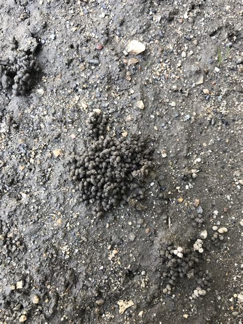 Looks Like Piles Of Little Balls Of Mud There Are Several Similar