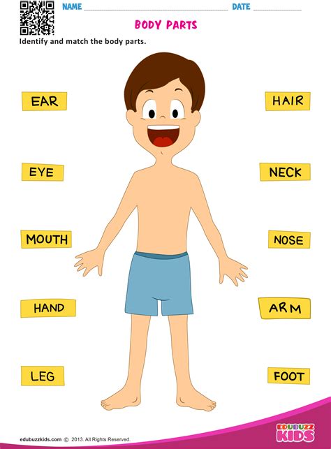 Parts Of The Body Kindergarten Worksheets