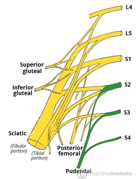 The Pudendal Nerve Anatomical Course Functions Teachmeanatomy