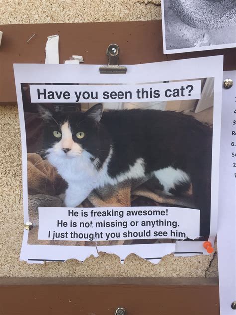 Have you captured a ghost on film? Have you seen this cat? : funny