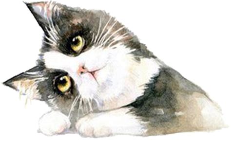 British Shorthair Cat Png Image Png All