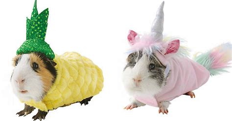 Petsmarts Guinea Pig Halloween Costumes Are Cuteness Overload