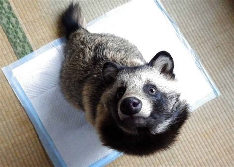 If you think you have a raccoon problem, call skedaddle humane wildlife control today. Japan's Pet-Raccoon Craze Threatens Its Wild Raccoon Dogs ...