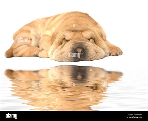 Sleeping Sharpei Puppy Stock Photo Alamy