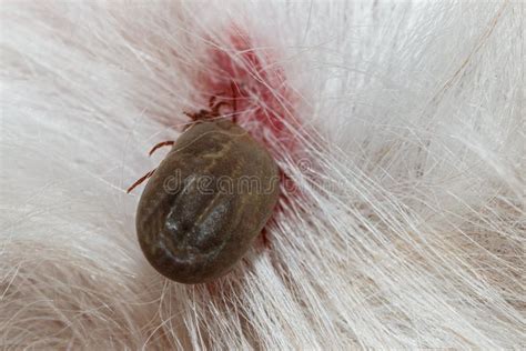 Ticks Large That Are Sucking Blood On Dogs Stock Photo Image Of