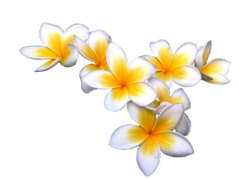 Find images of tropical flower. Plumeria PNG Photos | PNG Mart