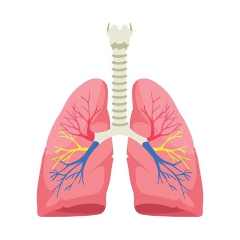 Ilustración De Vector De Anatomía De Los Pulmones Humanos Sobre Fondo