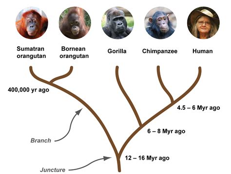 The Great Ape Phylogenetic Tree Great Ape Orangutan Apes