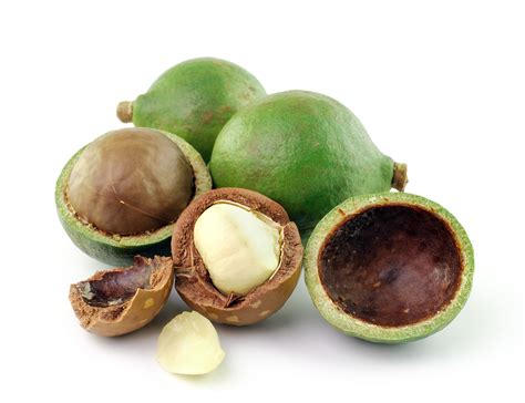 Macadamia Nuts Fat Big Nipples Fucking
