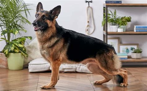 German Shepherd And 8 Fascinating Facts Dog Care Tips