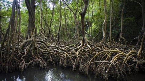 Jenis akar ini memiliki bentuk yang kecil dan panjang seperti akar serabut dan sangat sedikit sekali memiliki percabangan. Mengenal Bentuk-Bentuk Akar Napas Hutan Mangrove - Tree ...
