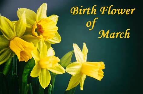 Daffodil Symbolism Meaning Legends Superstitions