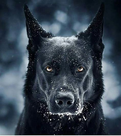 Albums 104 Pictures Black German Shepherd With Tan Paws Sharp