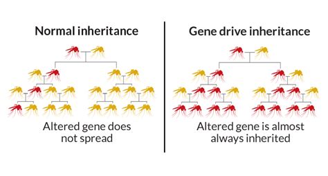 Gene Drives Arent Ready For The Wild Report Concludes Science News