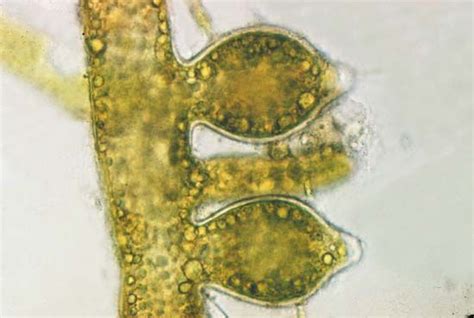 Algae Reproduction And Life Histories