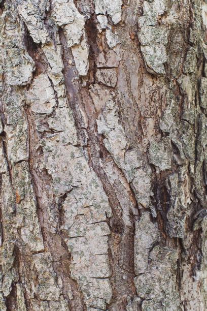 Apple Tree Bark Stock Photos Pictures And Royalty Free Images Istock