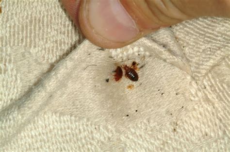 How To Report Bed Bugs At A Hotel Uk Bed Western