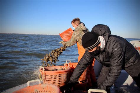 Once Destined For Raw Bars 5 Million Oysters Are Being Rerouted To Coastal Restoration Efforts
