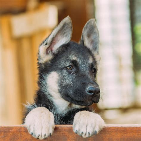 1 German Shepherd Puppies For Sale In Midland Tx