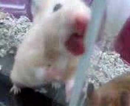 Hamster Porn YouTube