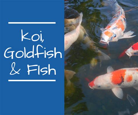 Koi Goldfish And Pond Fish Pictures And Guides Goldfish Fish Goldfish Pond