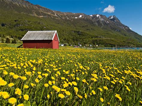 Picture Of Field Full Of Dandelion Flowers And A Red Boatshed In
