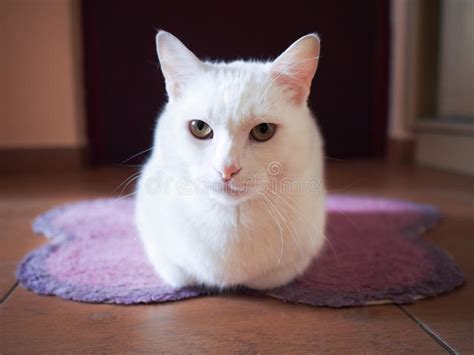 Beautiful White Cat Stock Photo Image Of Little Funny 79527274