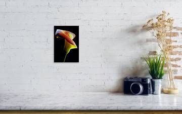 Colored Light Painted Calla Lily Art Print By Dung Ma Light Painting