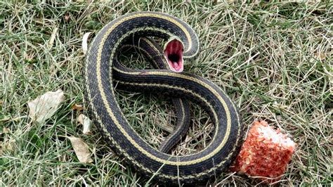 Garten Snake Maritime Garter Snake Thamnophis Sirtalis Pallidulus